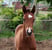 Horse ad