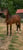 Annuncio cavallo