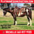 Horse ad