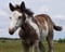 Horse ad