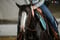 Horse ad