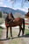 Horse ad