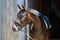 Annuncio cavallo