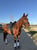 Annuncio cavallo
