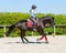 Annuncio cavallo