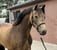 Horse ad
