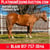 Horse ad