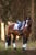 Horse ad