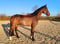 Horse ad