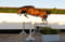 Horse ad