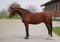 Horse ad