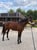 Horse ad