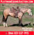Annuncio cavallo