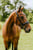 Horse ad