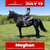Annuncio cavallo