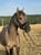 Horse ad