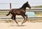 Horse ad