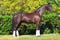 Horse ad