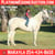 Horse ad
