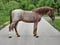 Annuncio cavallo
