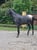 Horse ad