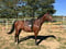 Annonce cheval