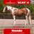 Horse ad