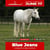 Horse ad