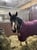 Annuncio cavallo