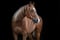 Annuncio cavallo