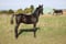 Horse ad