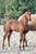 Horse ad