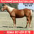 Horse ad