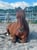 Horse ad