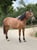 Horse ad