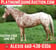 Horse ad