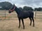 Horse ad