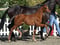 Paardadvertentie