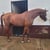Annuncio cavallo