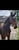 Horse ad