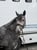 Horse ad