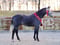 Horse ad