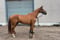 Anuncio de caballos