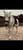 Annonce cheval