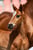 Horse ad