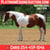 Horse ad