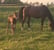 Annuncio cavallo