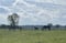 Horse ad