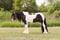 Annuncio cavallo
