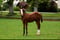 Pferdeinserat